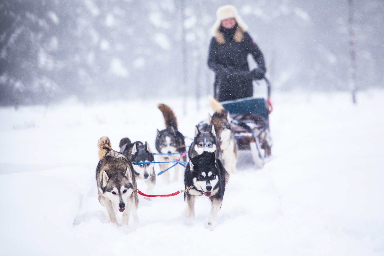 Explore the Best Dog sledding in Ontario: Your Ultimate Guide to Winter Fun and Excitement