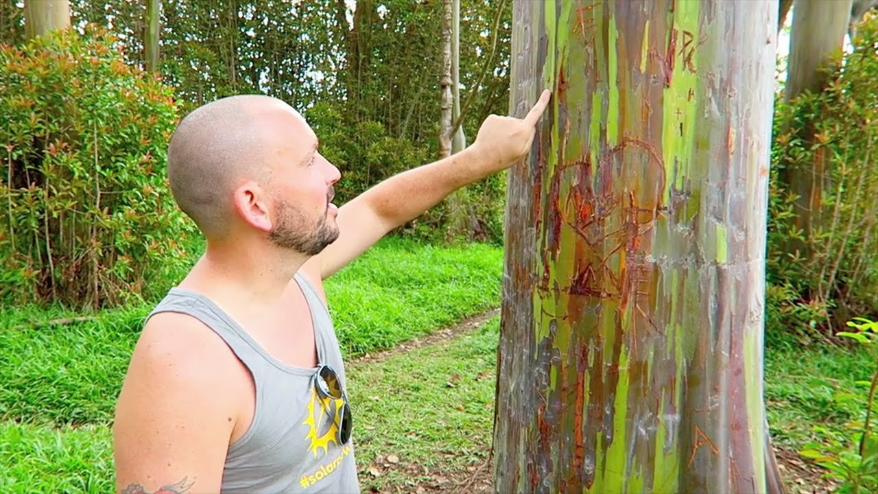 Rainbow Eucalyptus Trees on the Road to Hana | Expedia Viewfinder Travel Blog